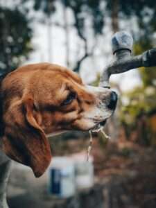 How long can a dog go without water