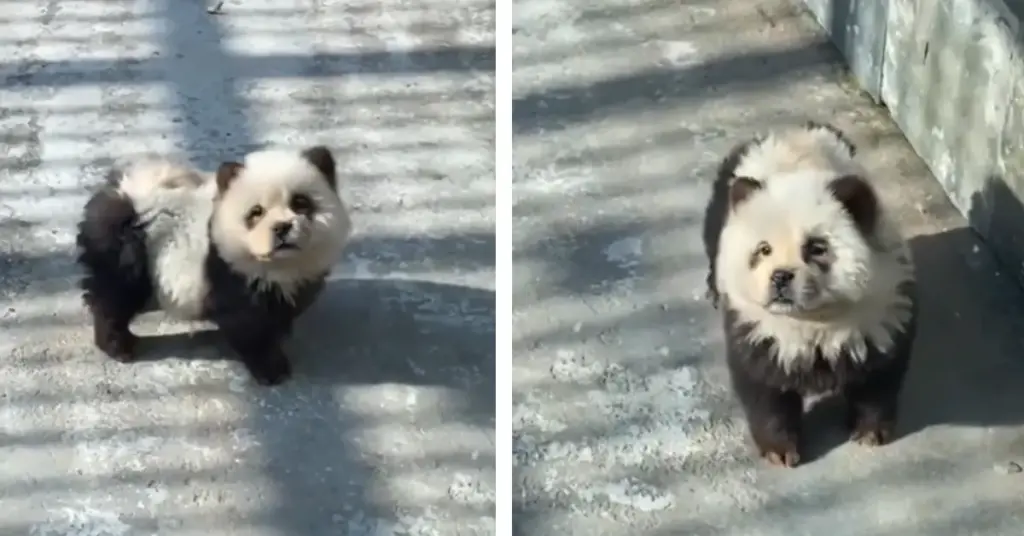 China zoo panda dogs